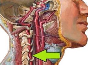 spine